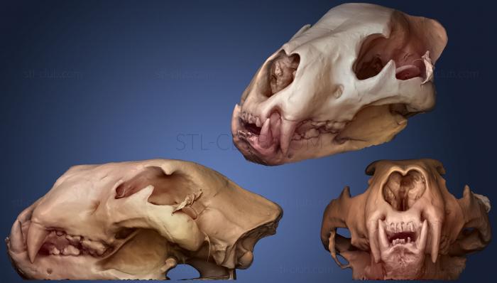 Анатомия скелеты и черепа
